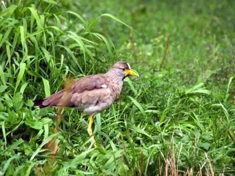 Lapwing Stock Photos