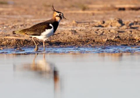 Lapwing Stock-Fotos