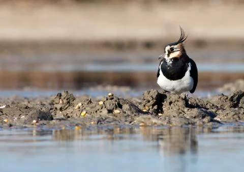 Lapwing Stock Photos