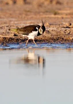 Lapwing Stock Photos