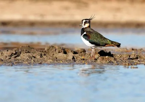 Lapwing Stock Photos