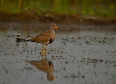 Lapwing Stock Photos