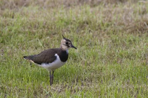 Lapwing Stock Photos