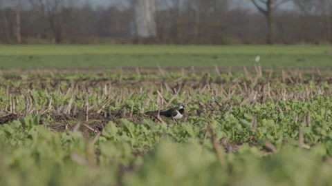 A lapwing preening in the wind on a harvested field. 4K 60fps. Stock Footage 333995506