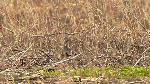 A lapwing in search of food Stock Footage 273961454