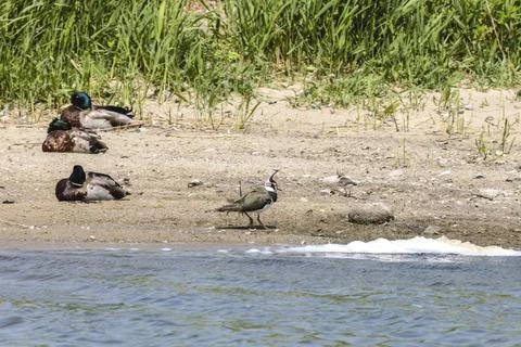 Lapwing on the shore Stock Photos