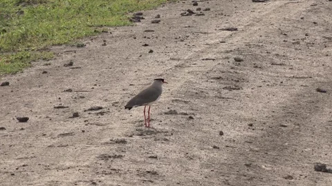 Lapwing standing on bare ground - Habitat Adaptation and Protective Camouflage Stock Footage 339700131