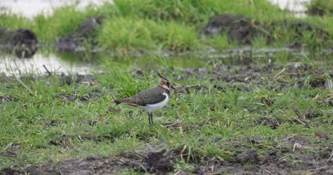 Lapwing stands and looking, 4K slow motion Stock Footage 166118216
