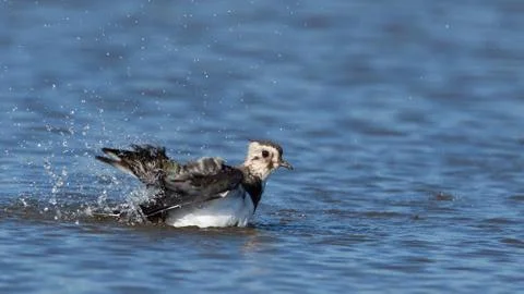 A lapwing is taking a bath Stock Photos