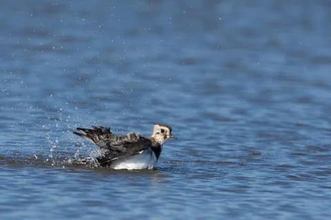 A lapwing is taking a bath Stock Photos