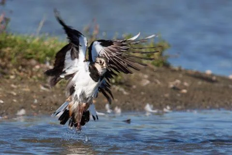 A lapwing is taking off Stock Photos