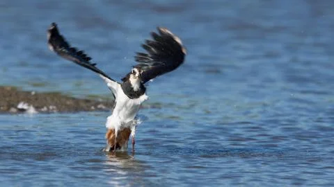 A lapwing is taking off Stock Photos