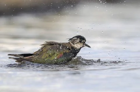 Lapwing, Vanellus Vanellus, Bath, Bathe, Birds, Charadriiformes, Limikolen, Stock Photos
