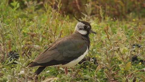 Lapwing (Vanellus vanellus) bird Stock Footage 90046643
