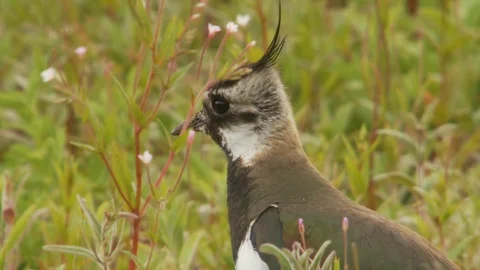 Lapwing (Vanellus vanellus) bird Stock Footage 90046682