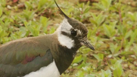 Lapwing (Vanellus vanellus) bird Stock Footage 90046696