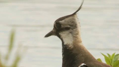 Lapwing (Vanellus vanellus) bird Stock Footage 90046755