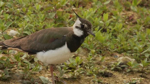 Lapwing (Vanellus vanellus) bird pulling early worm Stock Footage 129755313