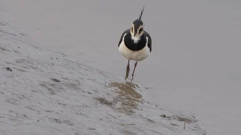 Lapwing Vanellus vanellus catching and eating worm in tidal mud flat Stock Footage 87052840