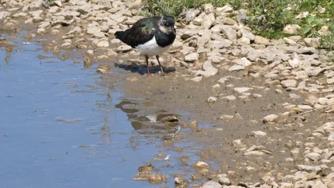 Lapwing Vanellus vanellus foraging in mud at edge of lake Stock Footage 87049702