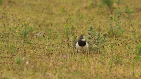 Lapwing Vanellus vanellus foraging over rough pasture Stock Footage 82656940