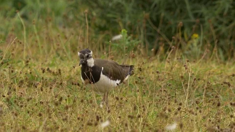 Lapwing Vanellus vanellus foraging in rough grass Video stock 82656970