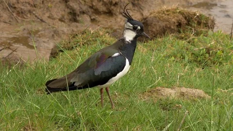 Lapwing Vanellus vanellus foraging in rough grassland Stock Footage 82681135
