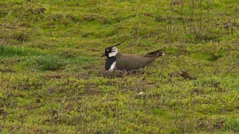 Lapwing Vanellus vanellus incubating eggs in scrape on rough grassl Stock Footage 82681124