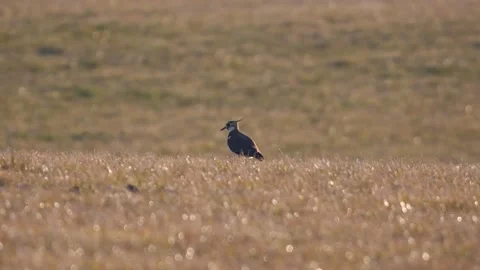 Lapwing (vanellus vanellus) on a meadow Stock Footage 171914472