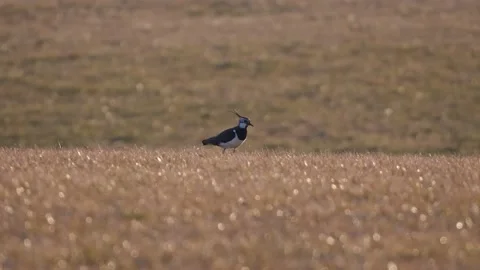 Lapwing (vanellus vanellus) on a meadow Stock Footage 171914582