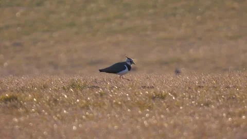 Lapwing (vanellus vanellus) on a meadow Stock Footage 171914667