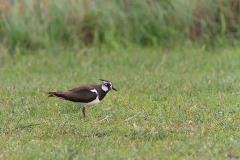Lapwing (vanellus vanellus) Stock Photos