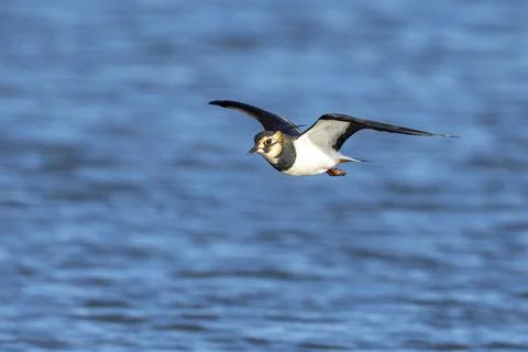 Lapwing-Vanellus vanellus Stock Photos