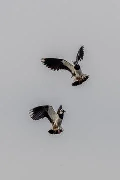 Lapwing (Vanellus vanellus) Stock Photos