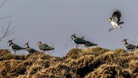 Lapwing (Vanellus vanellus) Stock Photos
