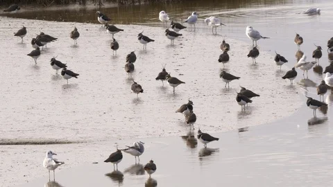 Lapwing Vanellus vanellus small flock resting on sandbank Stock Footage 108059653