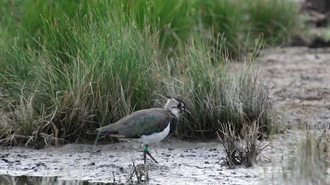 Lapwing (Vanellus vanellus) using foot to disturb prey Stock Footage 282312915