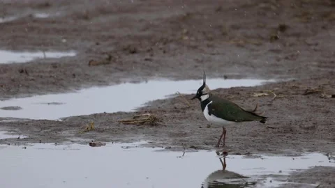 Lapwing wanders over the backwaters, close, 4K slomo Stock Footage 171322233