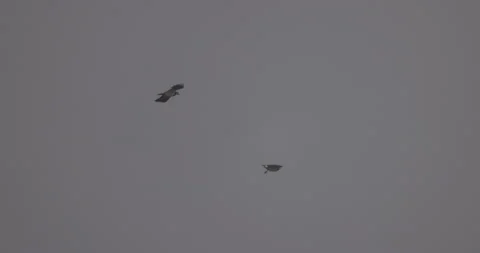 Lapwings against the cloudy sky, 4K slomo Stock Footage 168032389