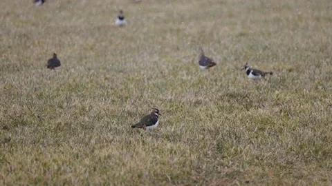 Lapwings are standing in the meadow in the falling snow, 4K slomo Video stock 171321679