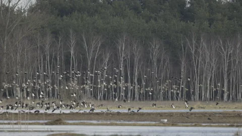 Lapwings on the backwater in flight, 4K slomo Stock Footage 237538795