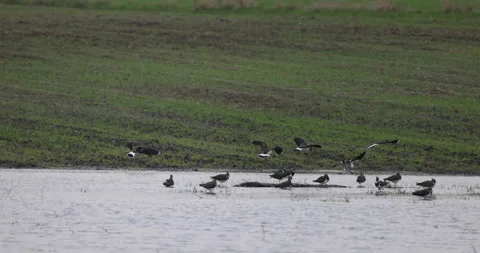 Lapwings on the backwaters, 4K slomo Stock Footage 166114118