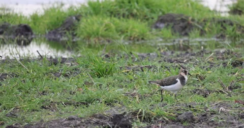 Lapwing's Escape, 4K slomo Stock Footage 166118758