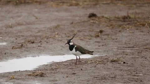 Lapwing's Escape, 4K slomo Stock Footage 171322217