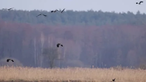 Lapwings in flight, 4K slomo Stock Footage 171860644
