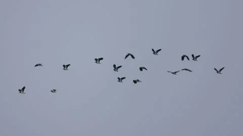 Lapwings in flight, 4K slomo Stock Footage 171861854