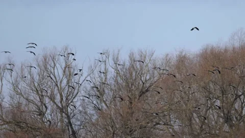 Lapwings in flight, 4K slomo Stock Footage 172428157