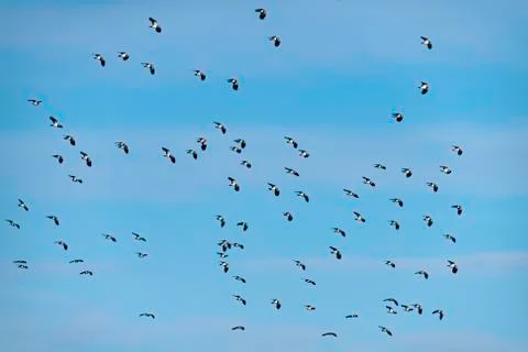 Lapwings in Flight Stock-Fotos