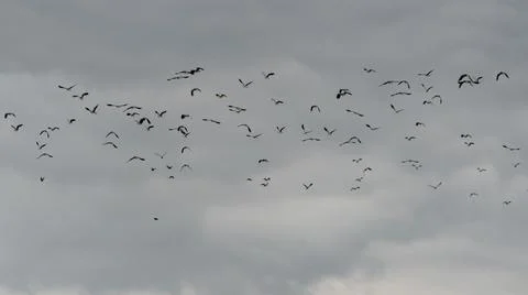Lapwings in Flight Stock Photos
