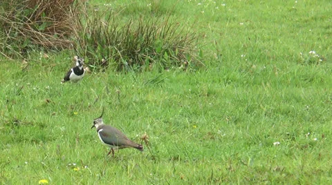 Lapwings on a meadow Stock Footage 23506041